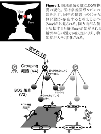 Figure  2.  Grouping 細胞仮説[Craft  07]。第 2 次視覚野(V2)の BOS 細胞が検出した図領域を、第 4 次視覚野(V4)に存在する Grouping  細胞が統合する。BOS 細胞-Grouping 細胞間の相互作用が大脳視 覚野の物体表現とその位置検出に重要な役割を果たす。  Figure 1