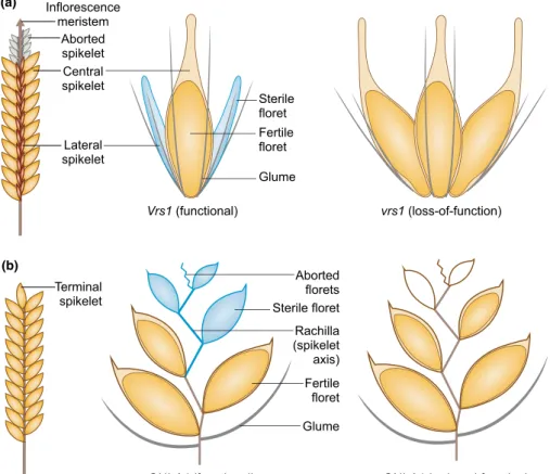 Fig. 3 Key genes for floret fertility in barley and wheat. (a) Structure of barley inflorescence showing two-rowed and six-rowed spikelets.