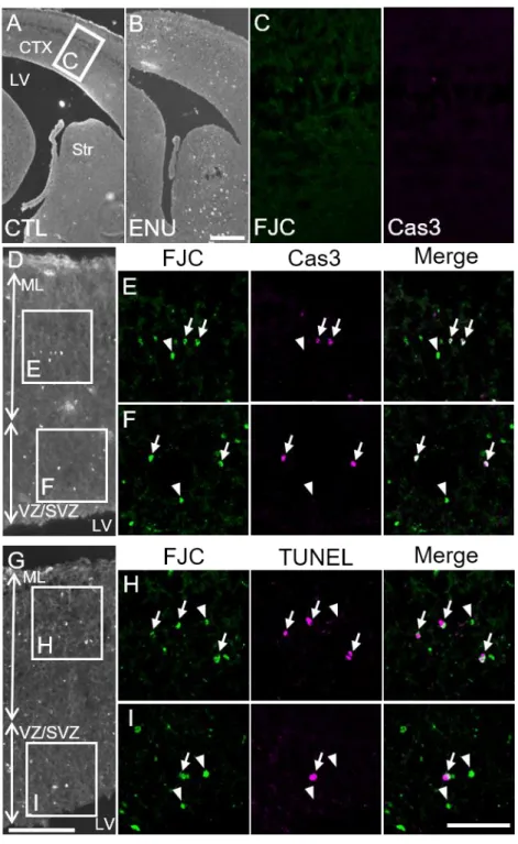 Figure  4.  FJC(+)  degenerating  cells  in  the  ENU-treated-E14  embryonic  brain. (A) There were no FJC(+) cells in the control brain