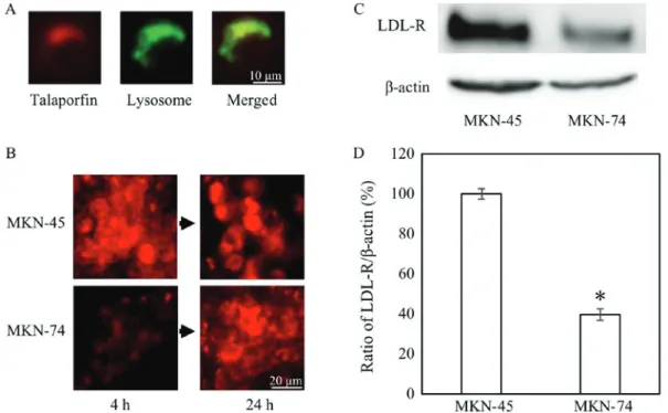 Figure 2. Talaporfin sodium uptake and LDL receptor expression. (A and B) Lysosome was stained green and TS was red (Objective lens, x10)