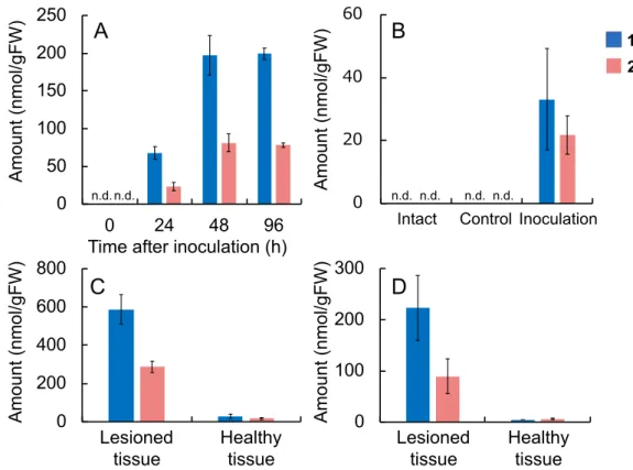 Fig. 3.4. Accumulation of 1 (blue bars) and 2 (pink bars) in pathogen-infected wheat  leaves