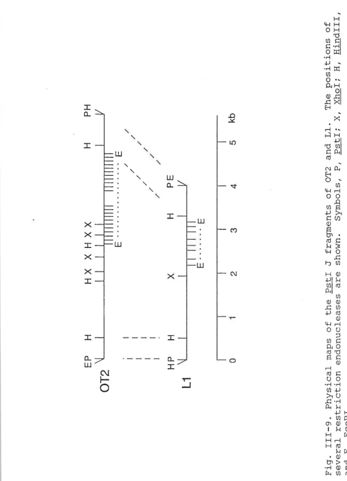 Fig。 ェェエー9。 Physica■ severa■ restr■ction and Eァ  EcoRI.