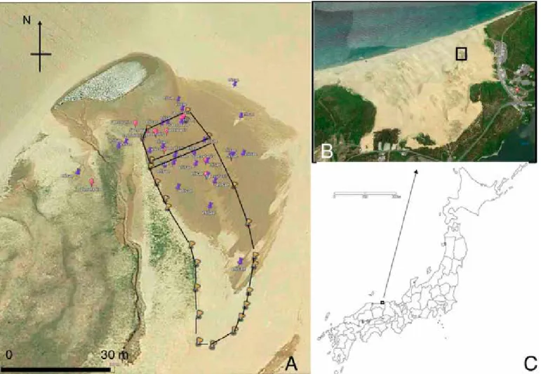 Fig. 1 . A: Area studied and sites where Cylindera (Cicindina) elisae (sumtacks) and Myriochila speculifera (balloons) were found during the 2018 surveys (sites  where recaptured were omitted)