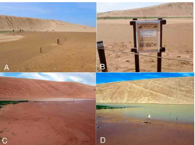 Fig. 2.  Photos of the area studied nearby “Oasis”. A: Sites where burrows of Cylindera elisae larvae are distributed roped in front of the “Umanose” ridge