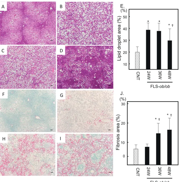 Fig. 1.  Histological analysis. Hematoxylin and eosin (H&amp;E) staining was used to analyze the area of lipid droplets as vacuoles