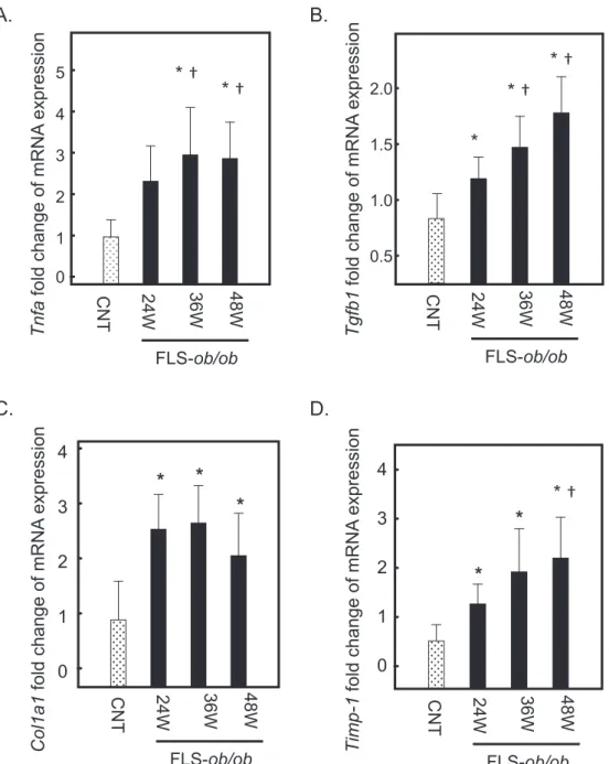 Fig. 2.  Hepatic gene expression levels of  Tnfa ,  Tgfb1 ,  Col1a1 , and  Timp-1  in FLS mice and FLS- ob/ob  mice