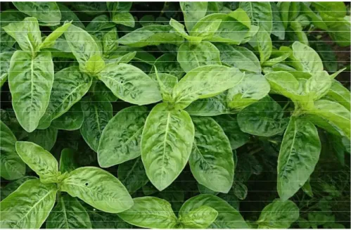 図 1-1 生 育 し た 開 花 前 の タ デ ア イ ( Polygonum tinctorium Lour. ) 写 真