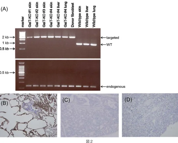 図 2 （A）Gal - KO MGH ミニブタに関する PCR 解析 （B - D）Gal - KO MGH ミニブタに関する免疫組織化学法による解析 肺組織のパラフィン包埋切片をイソレクチン B4 にて染色したところ、wild - type の肺胞内皮及び血管内皮、気管 支線毛細胞がポジティブであったのに対し（B）、Gal - KO MGH ミニブタ #5（C）及び #6（D）ではネガティブで あった。 して使用した核移植によるミニブタ･クローニング 技 術 を 確 立 し、同 技 術 に よ り、初 