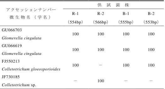表 3  分離菌の ITS1,ITS を含むｒDNA 塩基配列による相同性（％）  アクセッションナンバー  微 生 物 名 （ 学 名 ）      供  試  菌  株     R-1 R-2 B-1  B-2  （554bp）  （566bp）  （555bp）  （553bp）  GU066703  100  100  100  100  Glomerella cingulata  GU066619  100  100  100  100  Glomerella cingulata  FJ55021