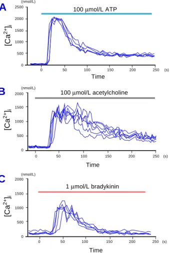 Fig. 1.  Typical responses of [Ca 2+ ] i  in primary-cultured rabbit lens epithelial cells during continuous perfusion with 100  µ mol/L ATP (A), 100  µ mol/L acetylcholine (B) or 1 µ mol/L bradykinin (C)