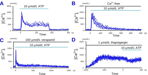 Fig. 4.  Effects of extracellular acidification on 10 µmol/L ATP-induced peak and sustained increases of [Ca 2+ ] i  in primary-cultured rabbit lens epithelial cells (n = 6)