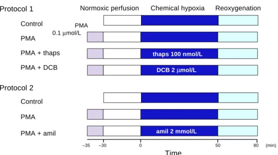 Fig. 1.  Schematic representation of the 2 cardiomyocyte treatment protocols.  Cells were perfused with 100%