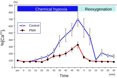 Fig. 2.  The time course of changes in %[Ca 2+ ] i  during chemical  hypoxia-reoxygena-tion in untreated (open circles, n