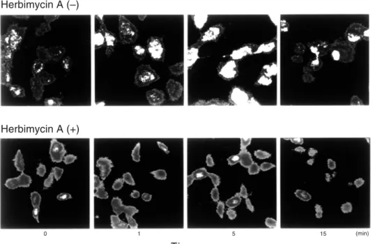 Fig. 3.   Effects of herbimycin A on the interferon- interferon-gamma (IFN-γ)-induced phosphorylation of  tyro-sine
