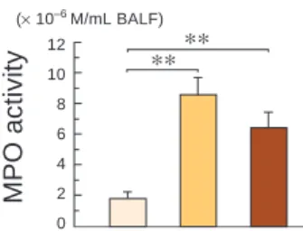 Fig. 6.  Myeloperoxidase (MPO) activity of bron- bron-choalveolar lavage fluid (BALF) for the 3 groups (n