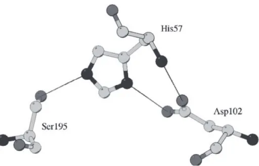 Fig. 1.2 The catalytic triad of chymotrypsin (PDB code 4CHA) (Polgár 2005) 