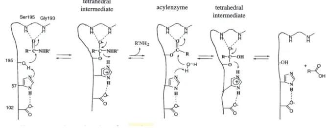 Fig. 1.3 The generally accepted mechanism for serine proteases. (Hedstrom 2002a) 