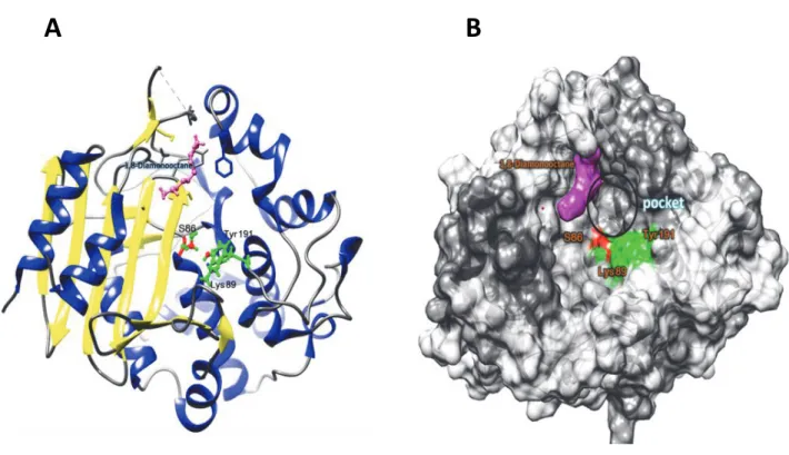 Fig. 1.4 Overall structure around the active site Ser86 of DAH. (A) The overall structure of DAH  that interacts with 1,8-diaminooctane