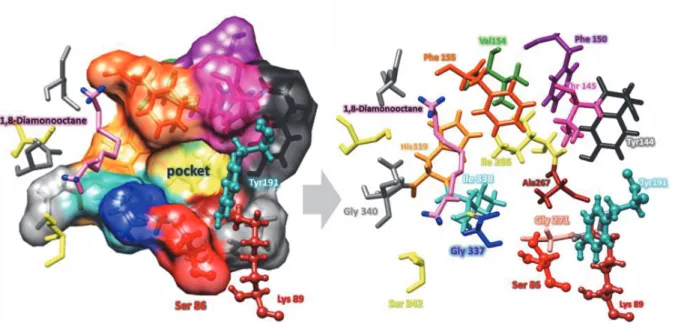 Fig. 1.5 The local structure of the active site pocket of DAH, and the residues composing the  active site pocket