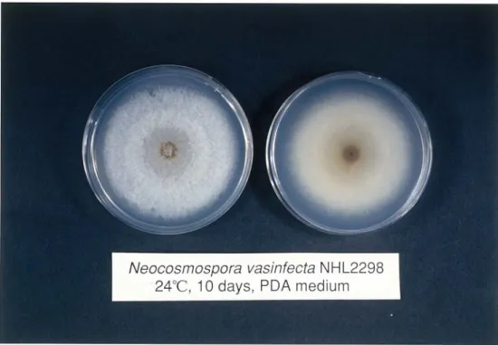 Fig.  1.3.  Neocosmospora vasinfecta  E.  F.  Smith, strain  NHL2298  grown on potato-dextrose-agar medium  at 24 °C for 10 days