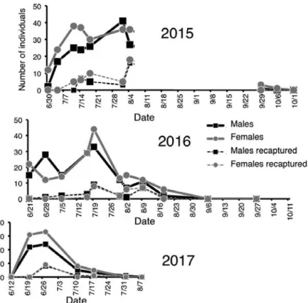 図 4.  鳥取砂丘オアシス付近での 2015 年〜 2017 年の 3 年間の標識再捕データにもとづくエリザハンミョウの Jolly-Seber 法による個体数推