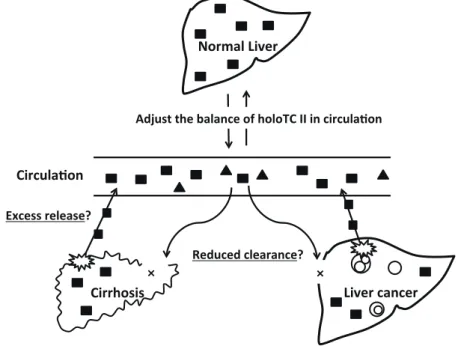 Fig. 4.  Scheme of the hypothesis for falsely elevated vitamin B 12  in liver disease.