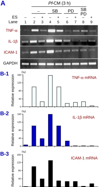 Fig. 3.  MAPK inhibitors differentially modulate the Pf- Pf-CM-induced TNF- α , IL-1 β  and ICAM-1 mRNA  expres-sions in THP-1 monocytes