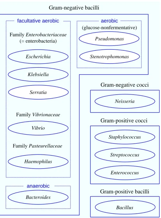 Fig. 1.  Schema of bacteriological classification.  Solid lines, grouping by Gram stain