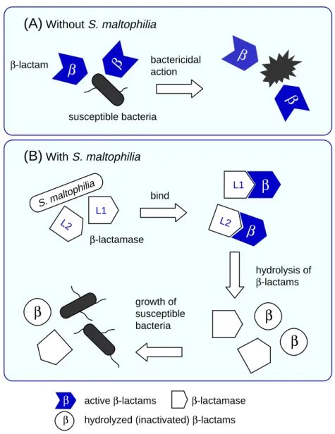 Fig. 6.  Schema of indirect pathogenicity.