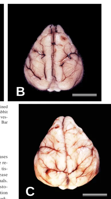 Fig. 2.   Macroscopic appearances of the brain obtained from (A) the control rabbit, (B) the 2 day HDT rabbit and (C) the 8 day HDT rabbit