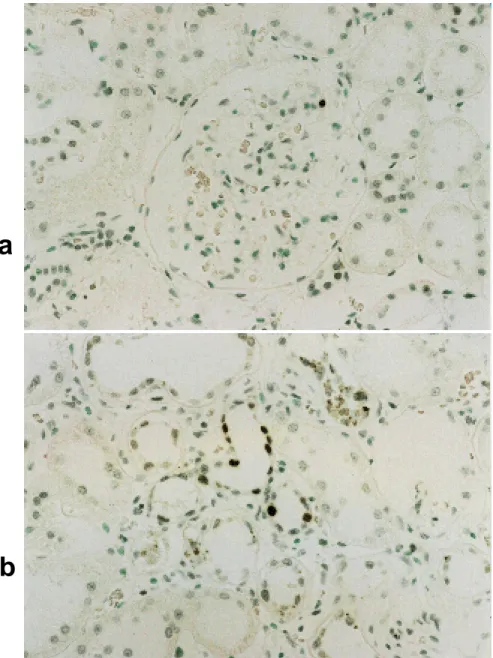 Fig. 1.  TUNEL-positive cells of a high-dose testosterone replacement rat at the age of 15 months.