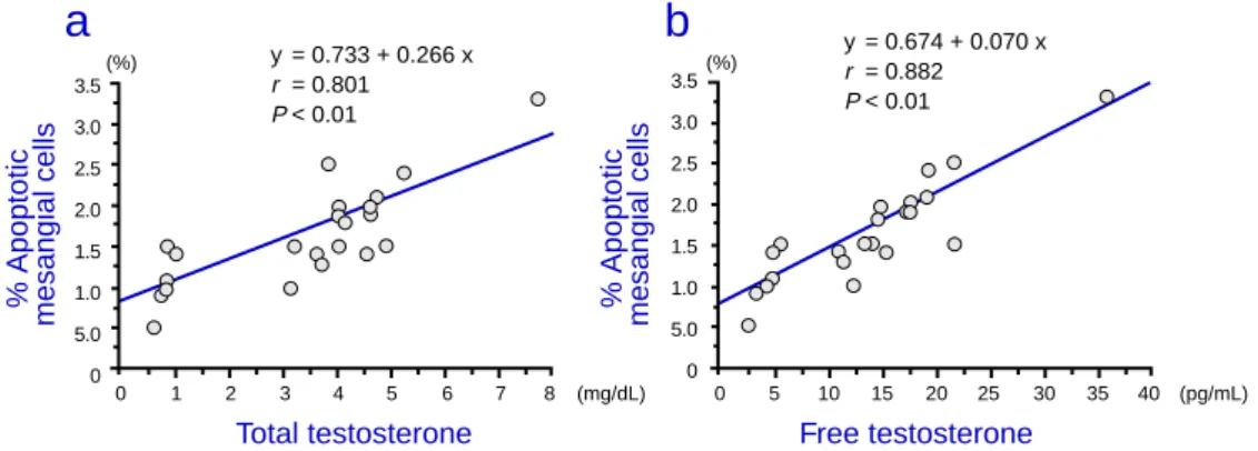 Fig. 5.  Correlation between % apoptosis of mesangial cells and total and free testosterone in 15-month-old rats