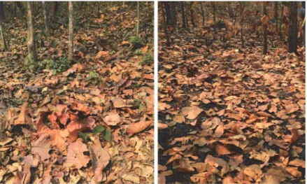 Figure 2.6 Most of the surface fuel in dipterocarp (left) and deciduous (right) forests  derives from dead leaves 