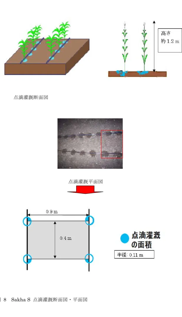 図   8  Sakha S  点滴灌漑断面図・平面図 