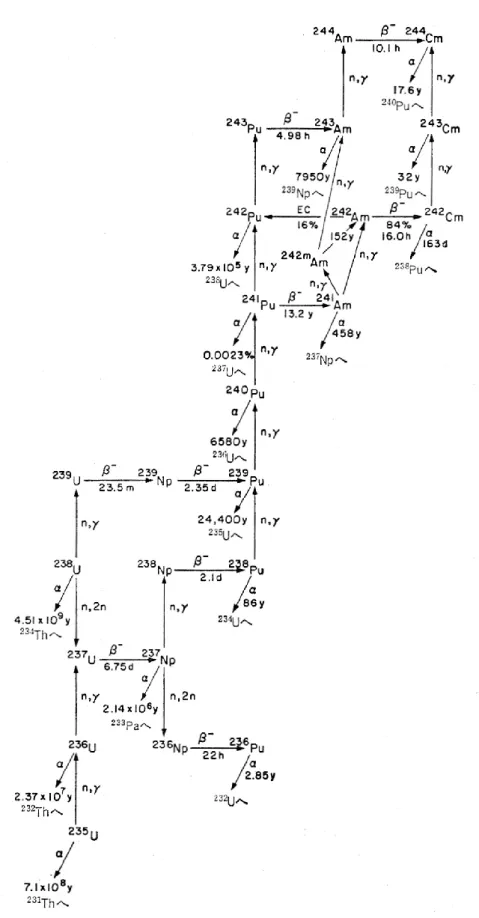 Fig. 2.4 プルトニウム生成核種連鎖反応  [5] 