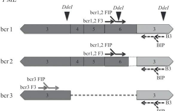 Fig. 1.  Schematic representation of primer design for detection of  PML-RARα  mRNA by RT-LAMP and cutting sites of  Dde I restriction  enzyme assay