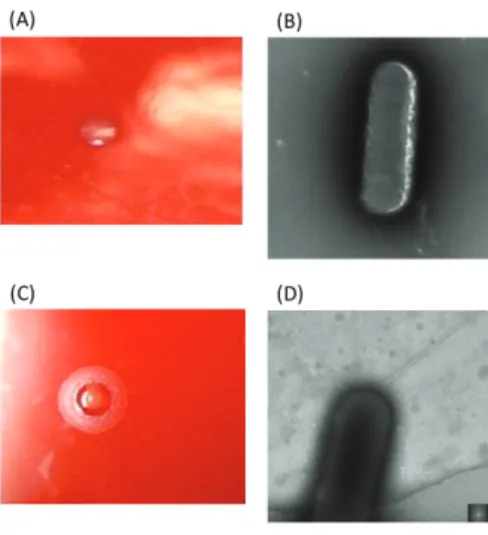 Fig. 1-1. Observation of E. corrodens strain 1073 (A and B) and strain ATCC23834 (C and D)