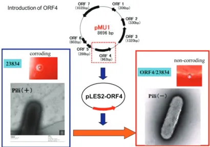 Fig. 1-2. Effect of the introduction of ORF4 into E. corrodens ATCC 23834 on its colony morphology and pilus structure