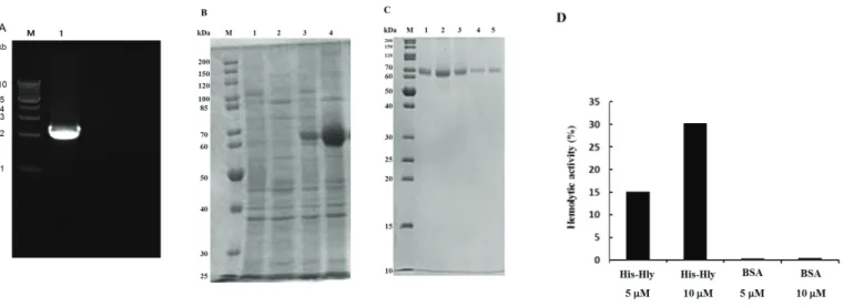 Fig. 2-6. Heterologous expression of the hemolysin in E. coli.㻌