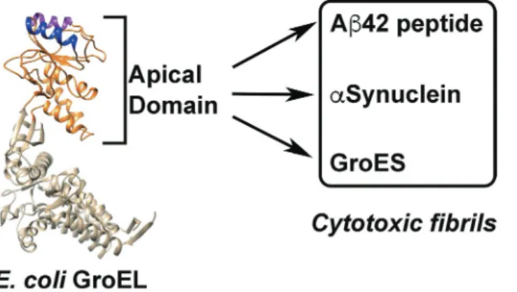 Figure 1.  Overall concept of the present study. Left, structure of E. coli GroEL subunit derived from PDB  1SVT 69 