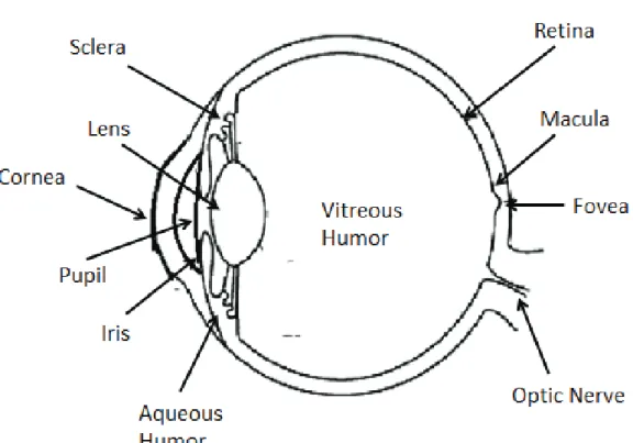 Fig. 2.1: Eye structure