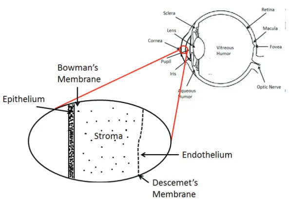 Fig. 2.2: Cornea structure