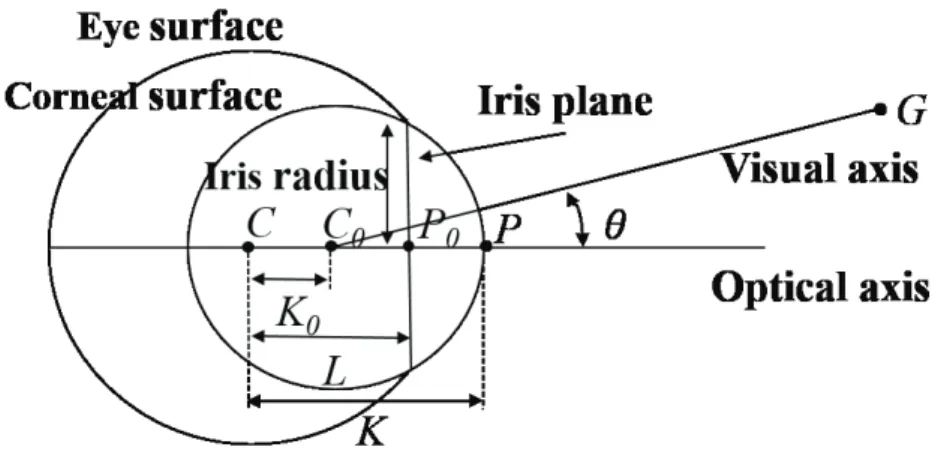 Fig. 3.1: 3D eye model. The optical and visual axes maintain a constant  geometric relationship