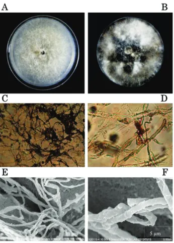 Fig. 3-1. Morphological characteristics of isolate O821 on PSA medium. A: Isolate O821 grown  on PSA for 7 days