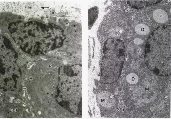 Fig.  3.  Electron  micrographs  of  basal  acinar  cells  of  dominant  (a)  and  subordinate  (b)  mouse.•~3,000