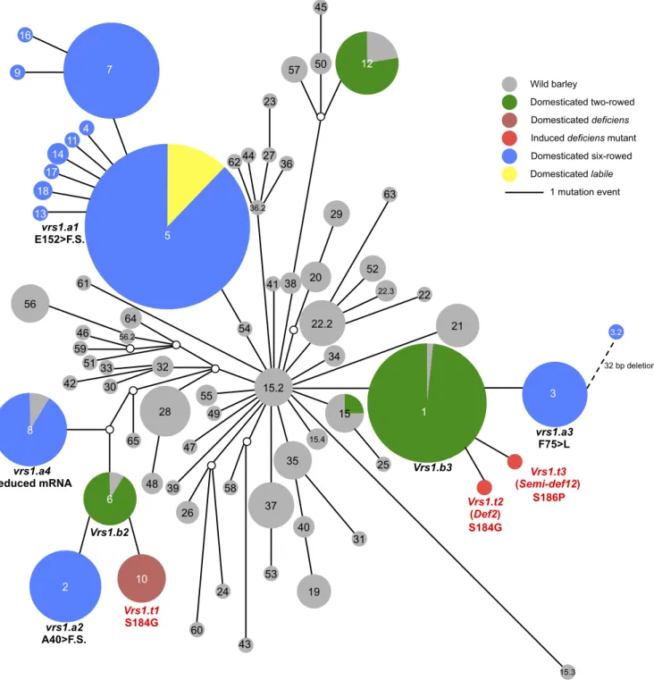 Figure 6. Haplotype network analysis of Vrs1. The median-joining network was constructed from the haplotypes based on the resequencing of 321 domesticated and 136 wild barley accessions