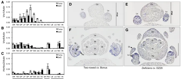 Figure 4. Transcript patterns of Vrs1, Vrs4, and HvHox2. A to C, qRT-PCR comparison of Vrs1 (A), Vrs4 (B), and HvHox2 (C) in selected tissues between cv Foma and the Def2 mutant
