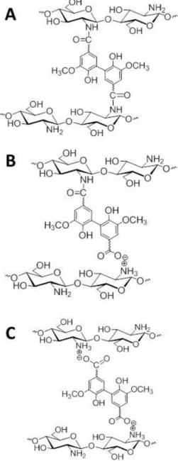 Fig. 6. Possible crosslinking structure in the VA/CS and HO/CS systems. 