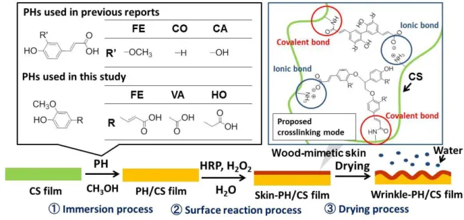 Fig.  1.  Illustration of the  wood-inspired surface wrinkling  systems  used  in  this  study and  in 81 
