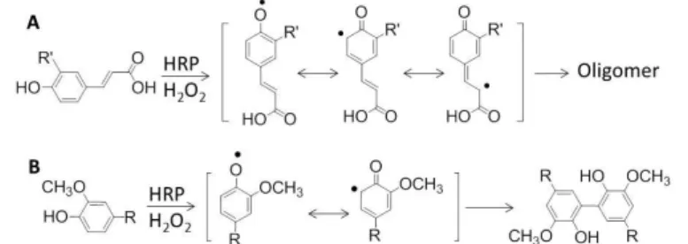 Fig. 2. Previously reported HRP-catalyzed reactions of FE (A) and VA or HO (B). 